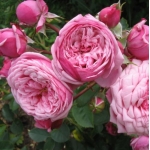 Durance Ancian Rosa (Дюранс Ансьон)